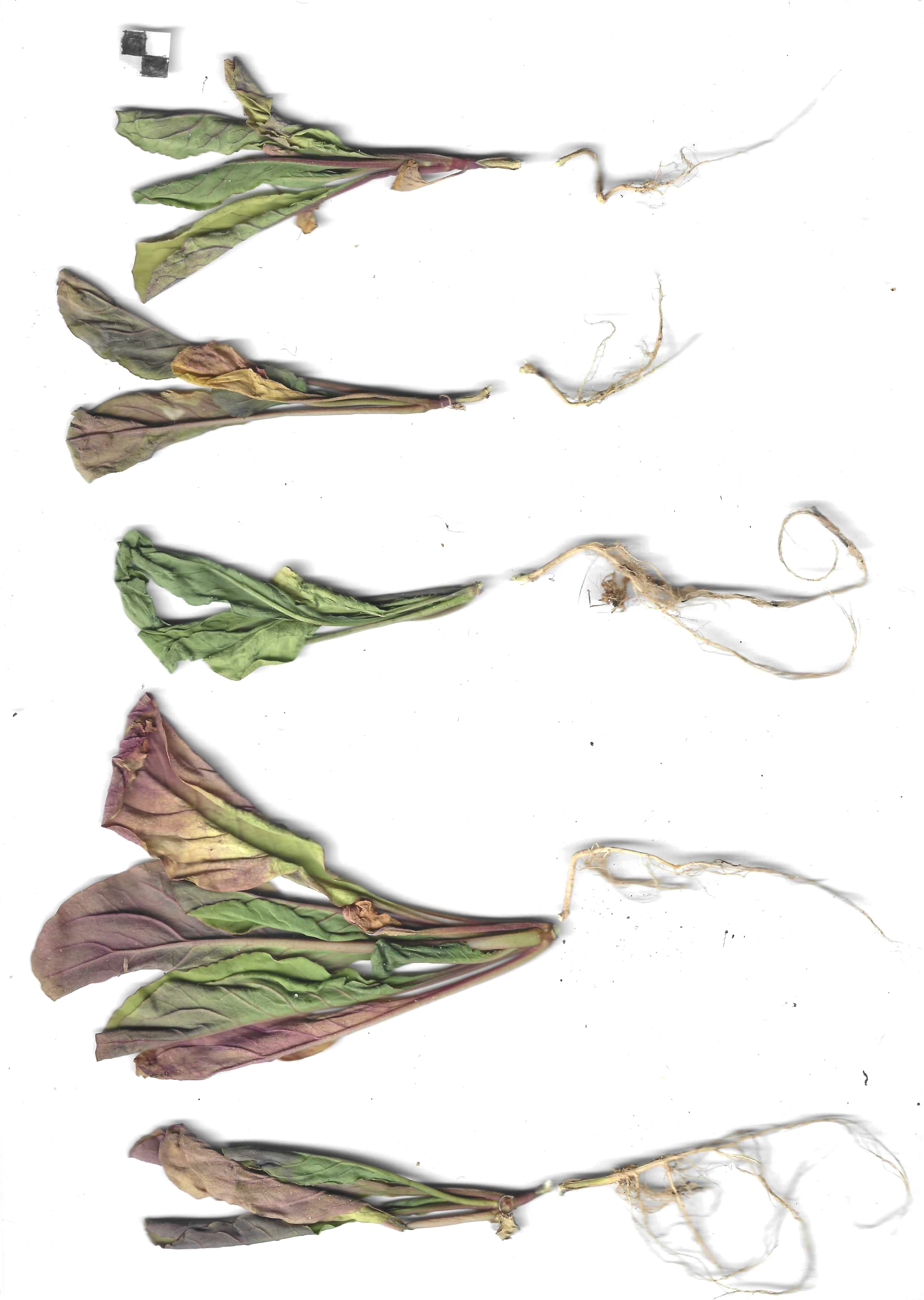 Ensaio de germinação com Bio-SAP