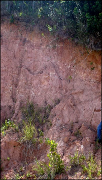Perfil de Argissolo Vermelho-Amarelo