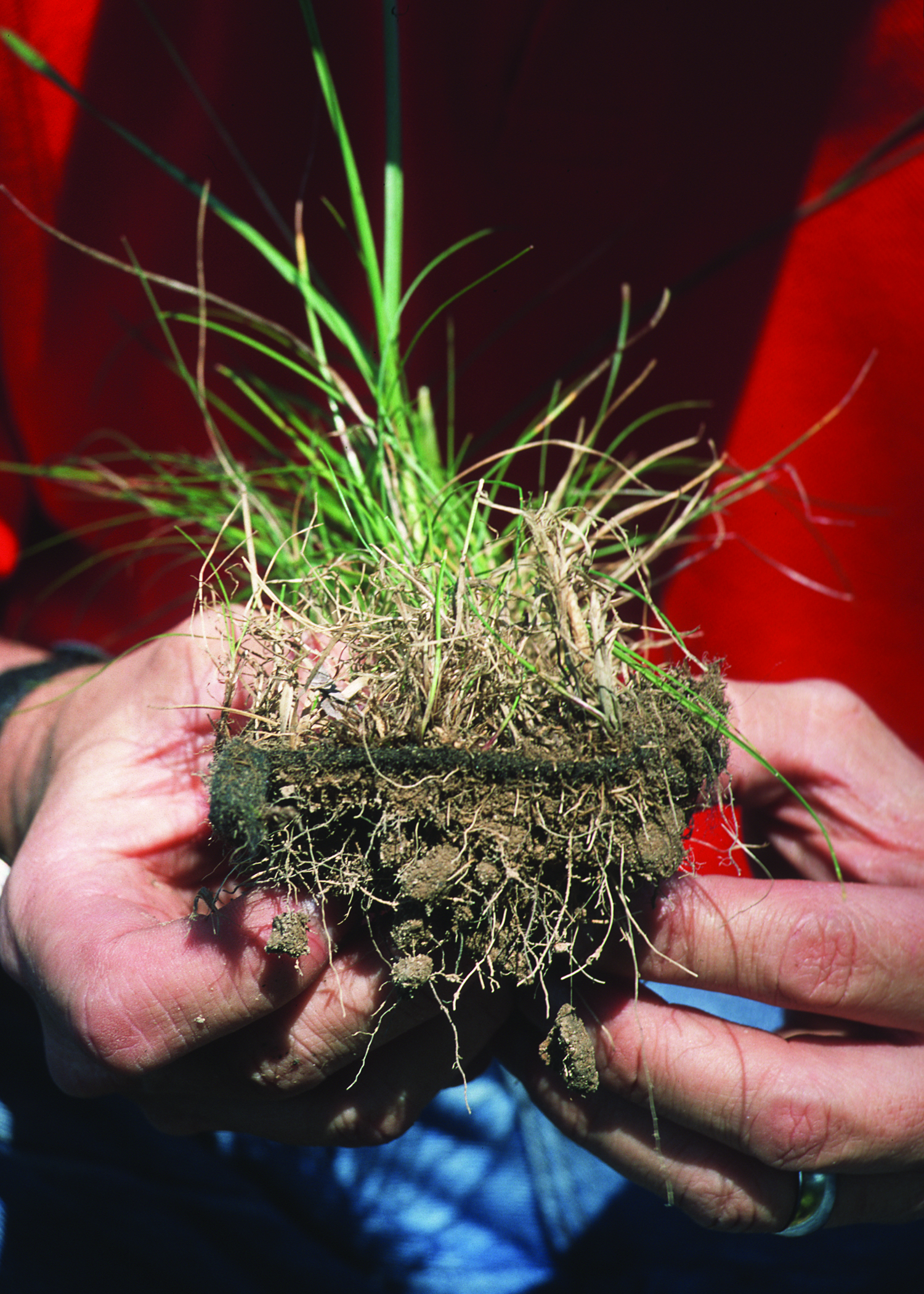 Grama crescendo através de biomanta