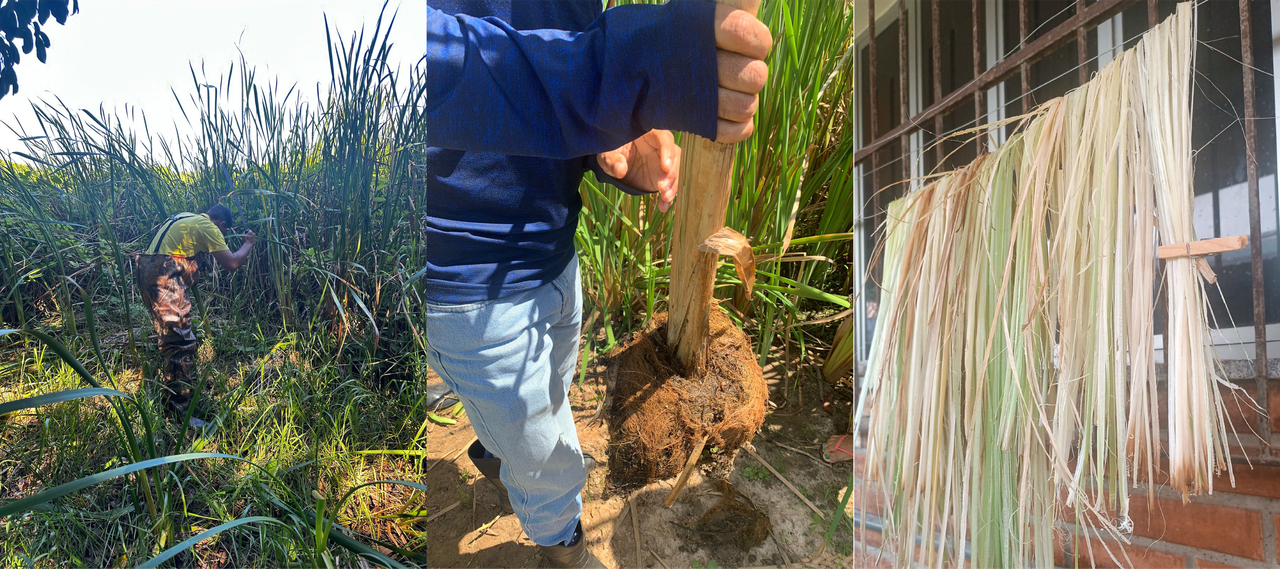 Coleta de campo no Baixo São Francisco