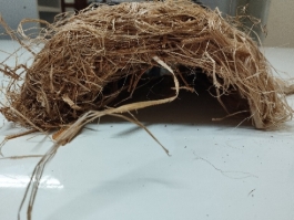 Estacas vivas para feixes