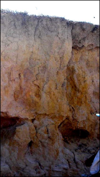 Perfil de Latossolo Amarelo