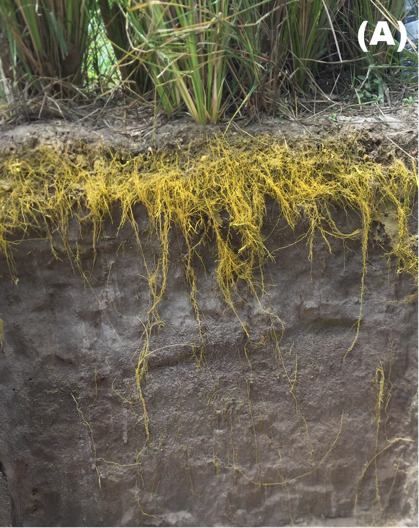 Sistema radicular de vetiver