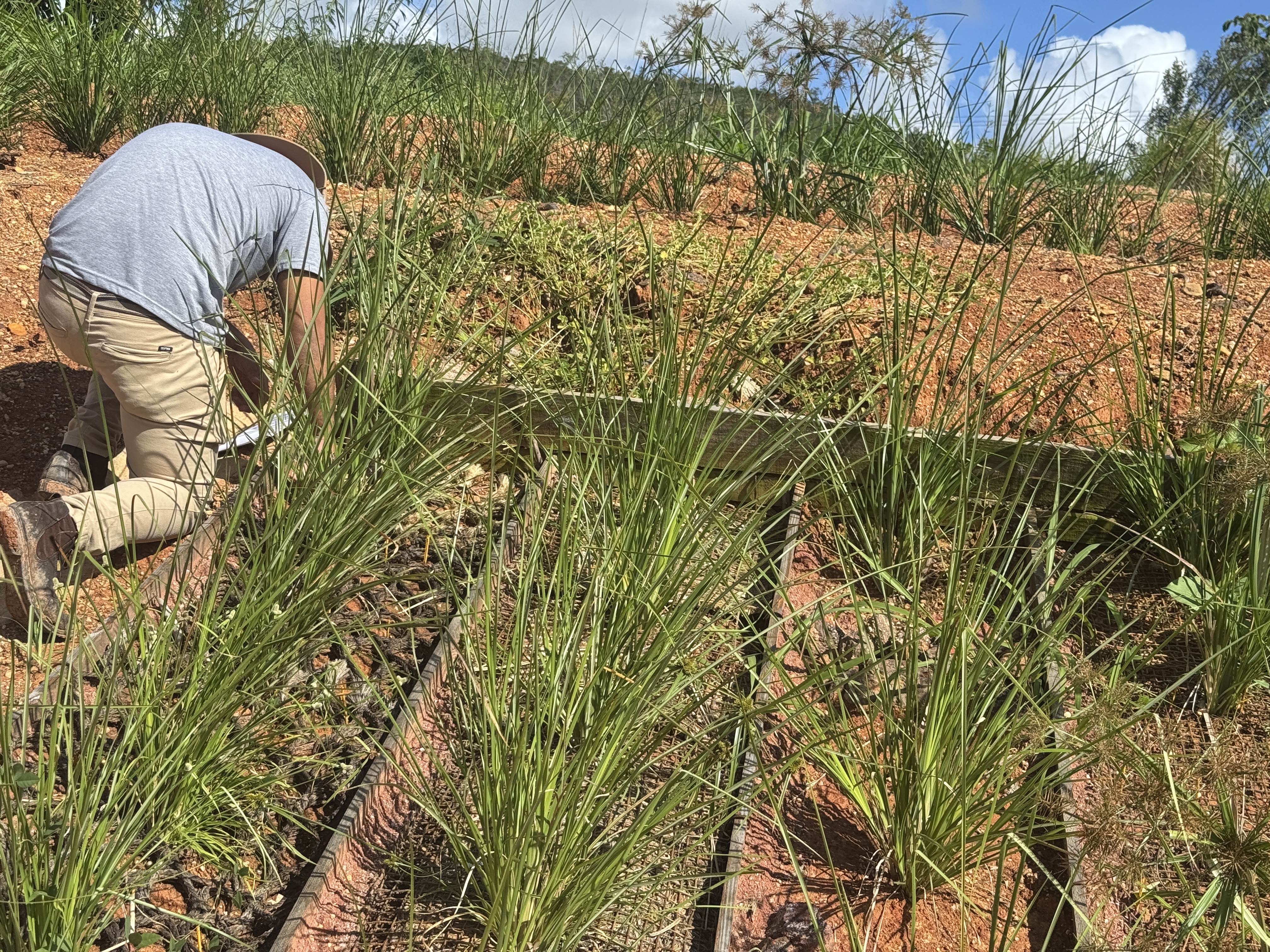 Área revegetada como resultado do protocolo integrado de NBS