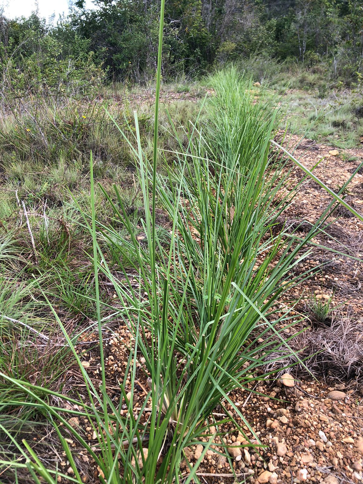 Cordão de contorno em campo