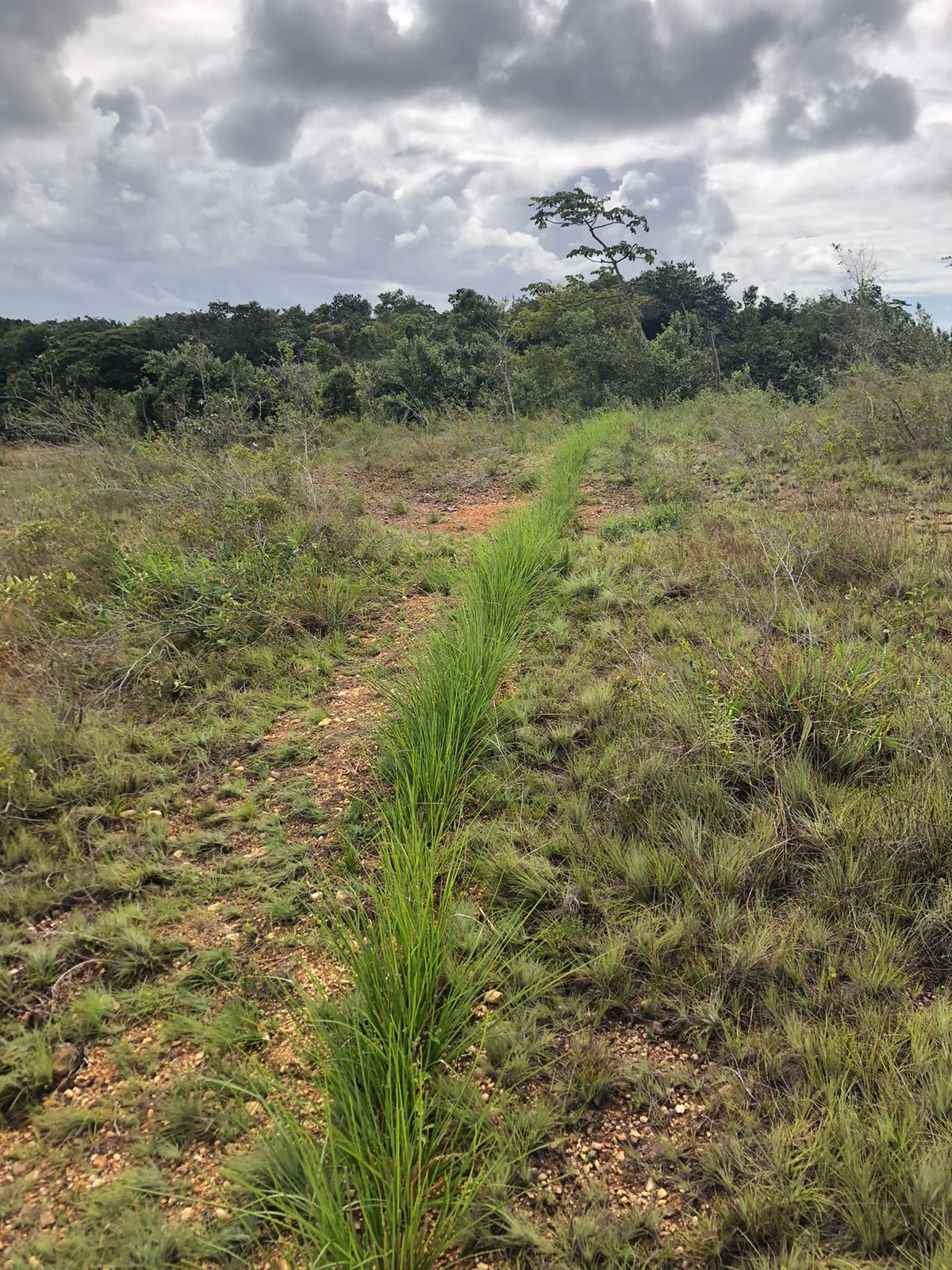 Cordão de contorno com micro-terraço