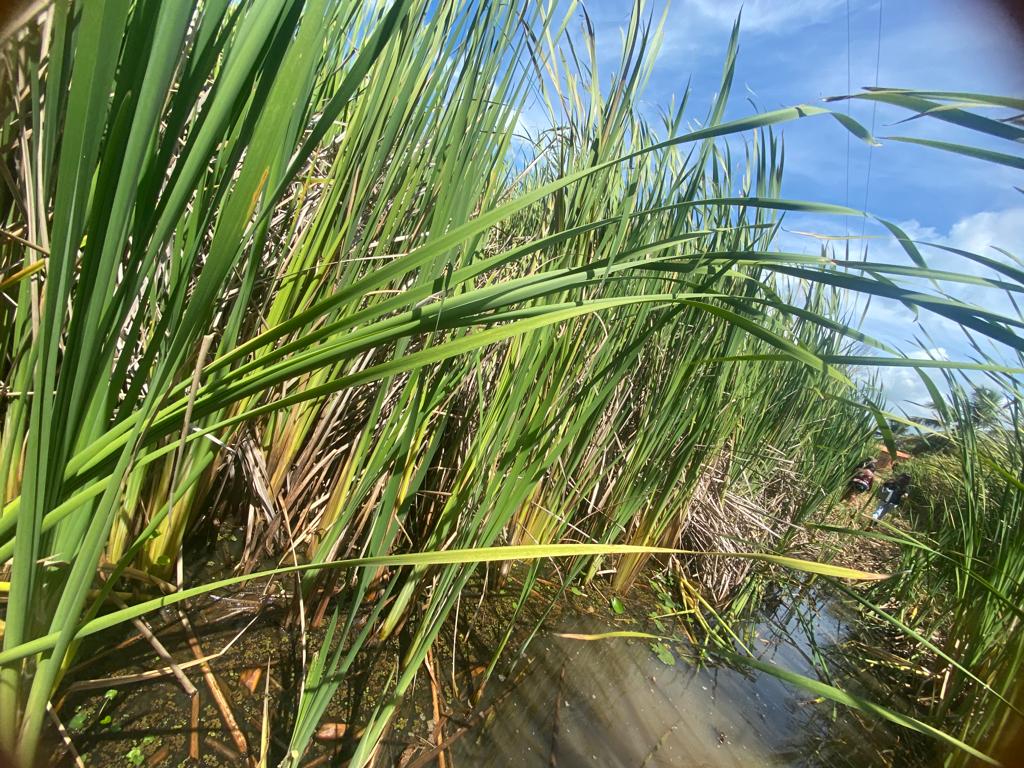 Fibras de Typha processadas para fabricação de geotêxtil