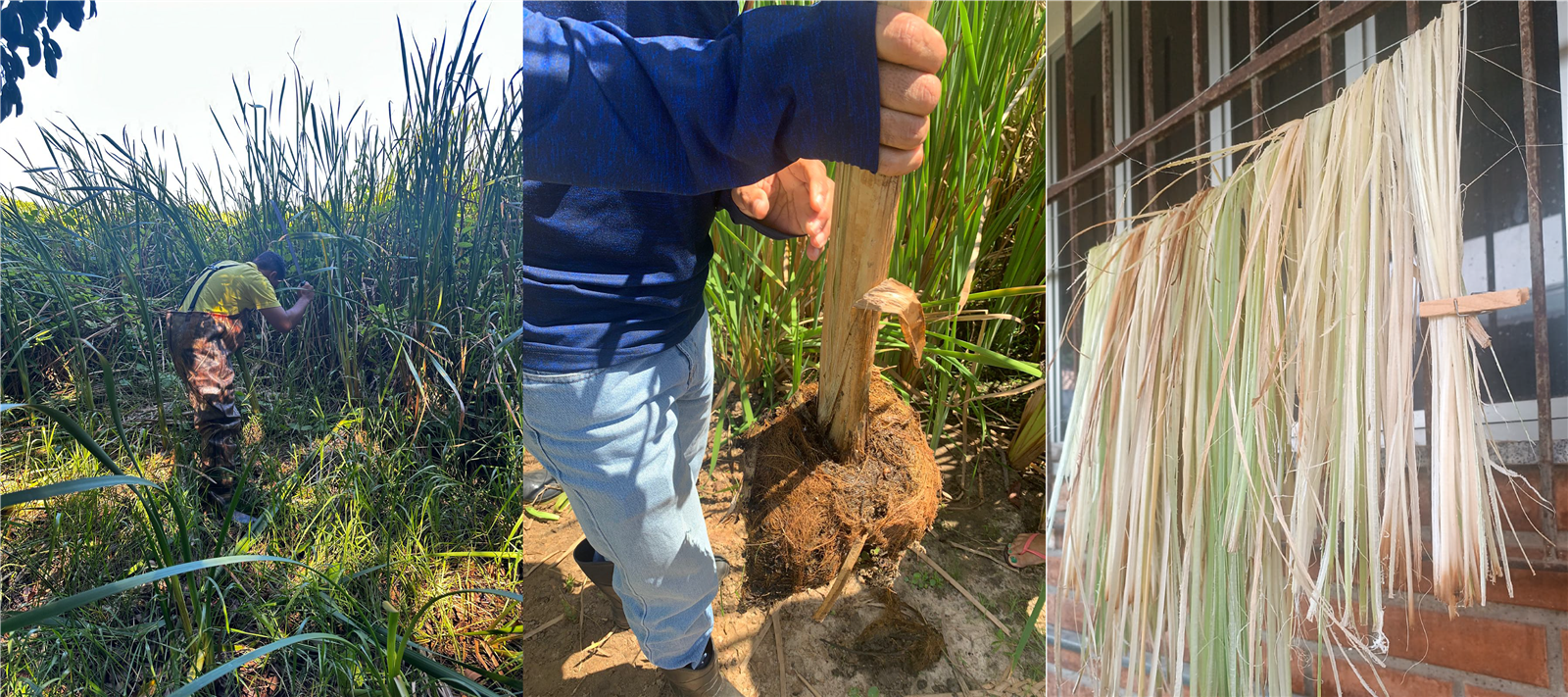 Coleta de fibras de Typha domingensis