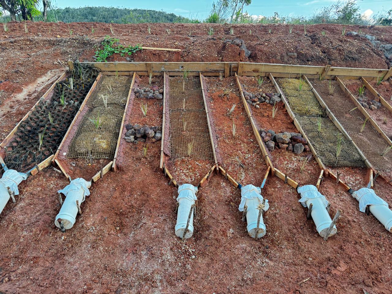 Geotêxtil de taboa em talude experimental